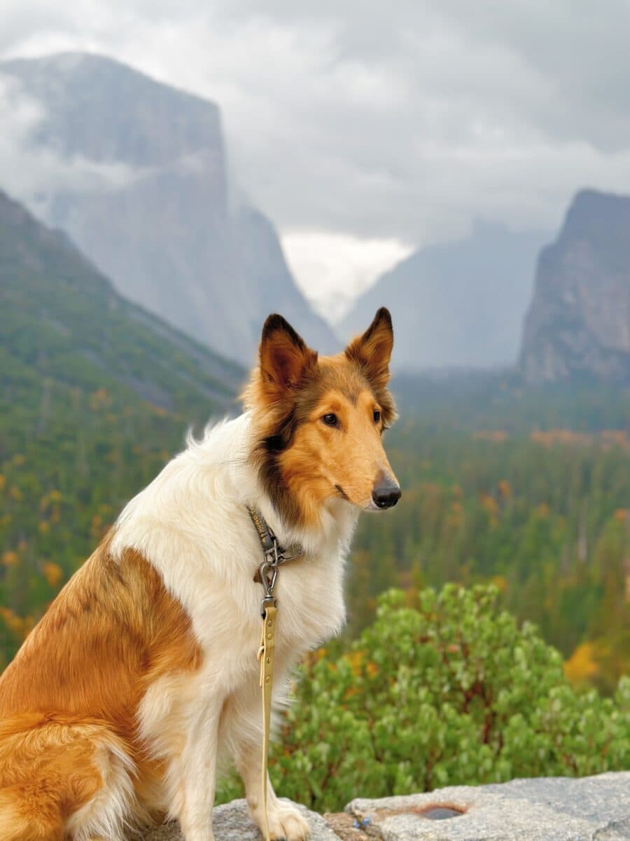 Pet Amenities