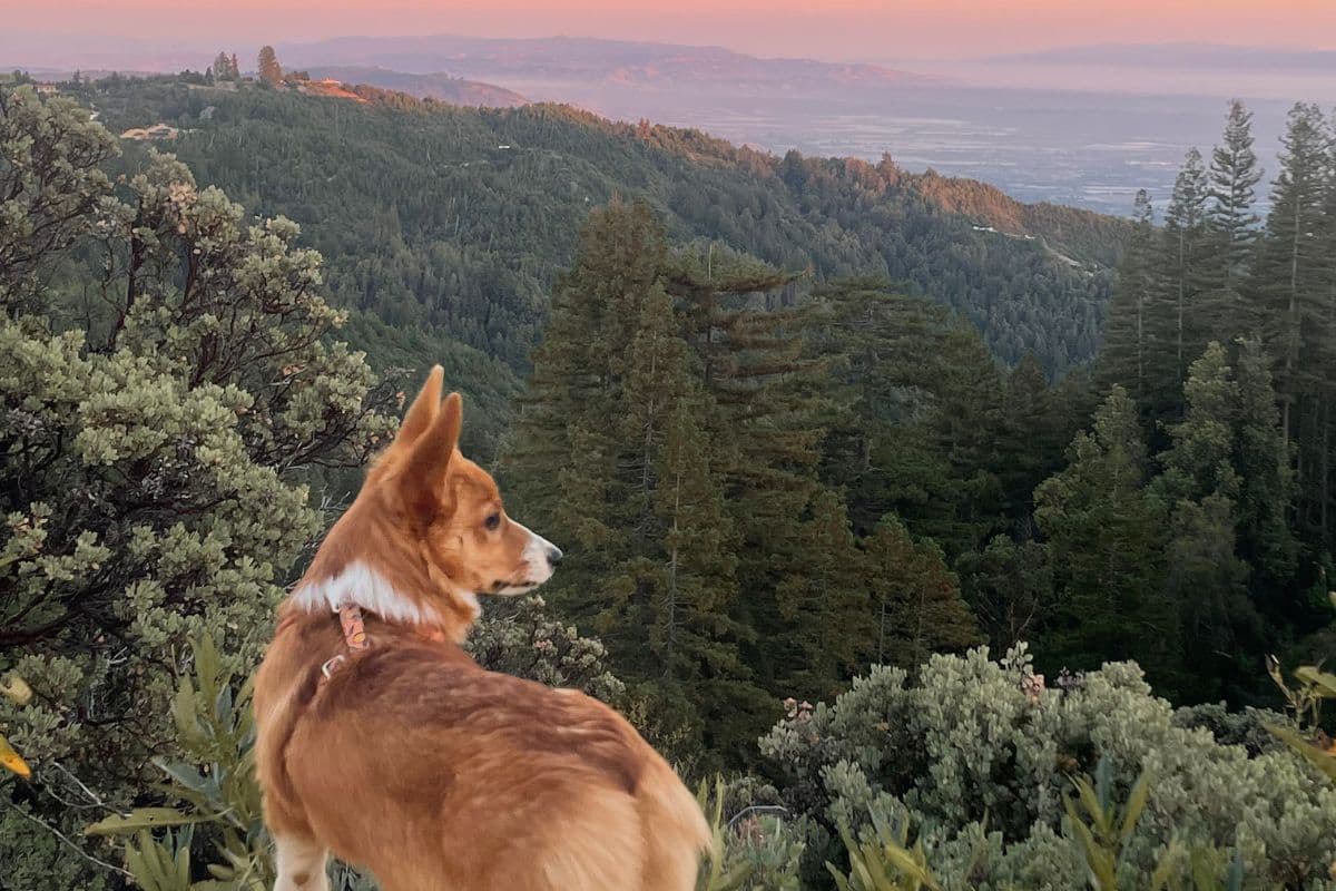 Pets in Yosemite & National Forest